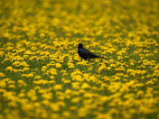Dandelion Grackle