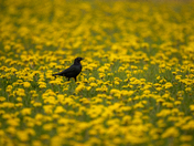 Dandelion Grackle