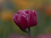 Garden Tulips 2025