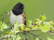 Eastern Towhee
