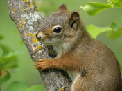 Cute little squirrel