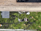 Ruby Throated Hummingbird 