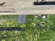 Ruby Throated Hummingbird 