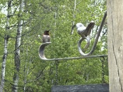 Ruby Throated Hummingbird 