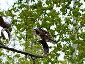Ruby Throated Hummingbird 