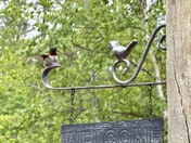 Ruby Throated Hummingbird 