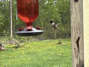 Ruby Throated Hummingbird 