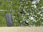 Ruby Throated Hummingbird 