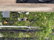 Ruby Throated Hummingbird 