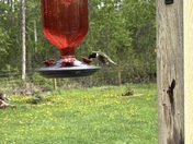 Ruby Throated Hummingbird 
