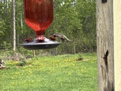 Ruby Throated Hummingbird 