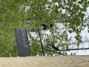 Ruby Throated Hummingbird 