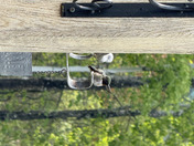 Ruby Throated Hummingbird 