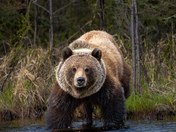 Grizzly Encounter