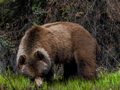 Grizzly Encounter