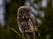Great Grey Owl