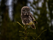 Great Grey Owl