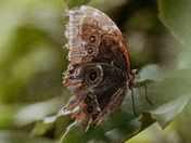 Wings in Conversation