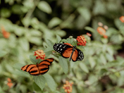 Wings in Conversation