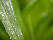 Droplets on blades of grass