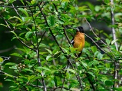Black-headed Grosbeak