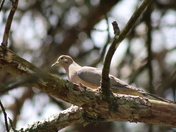Morning Dove