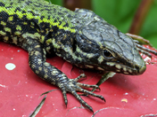 European Wall Lizard.  
