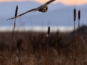 Sunset - Short eared owl