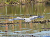 from the great heron collection