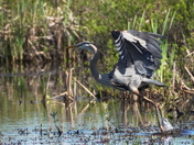 from the great heron collection