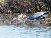 from the great heron collection