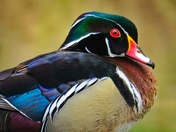 Unbelievable Colours