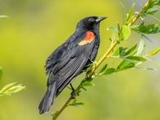 Red-winged Blackbird