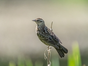 A female Red-winged Blackbird