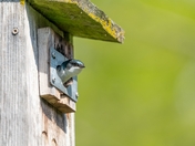 Tree Swallow