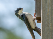 Tree Swallow