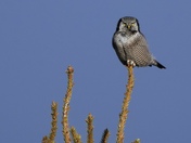 Northern Hawk Owl