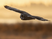 Backlit Short eared owl