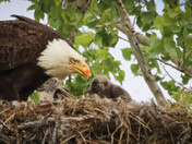 Don't Mess With Mama