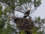 Bald Eagle Nest