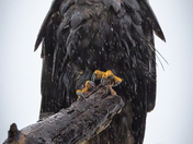Bald Eagle - Very Wet!