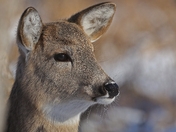 White tailed doe portrait