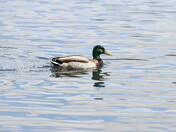 Mallard (male)