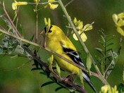 American Goldfinch Camaflouge 