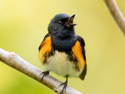 American Reddtart Warbler 