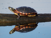 Painted turtle