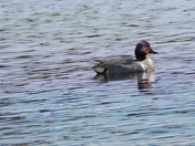 Green-winged teal