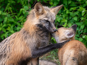 Kisses for Mom - Fox Kits