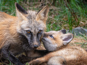 Kisses for Mom - Fox Kits