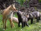 Kisses for Mom - Fox Kits